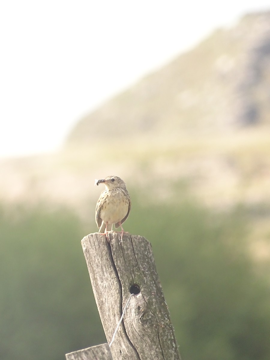 Hellmayr's Pipit - ML641078976