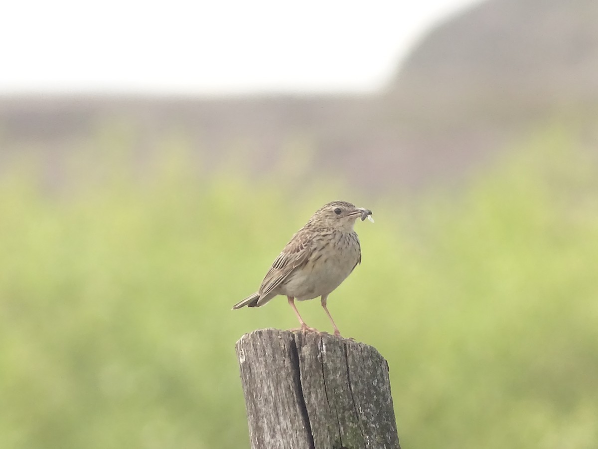 Hellmayr's Pipit - ML641078977