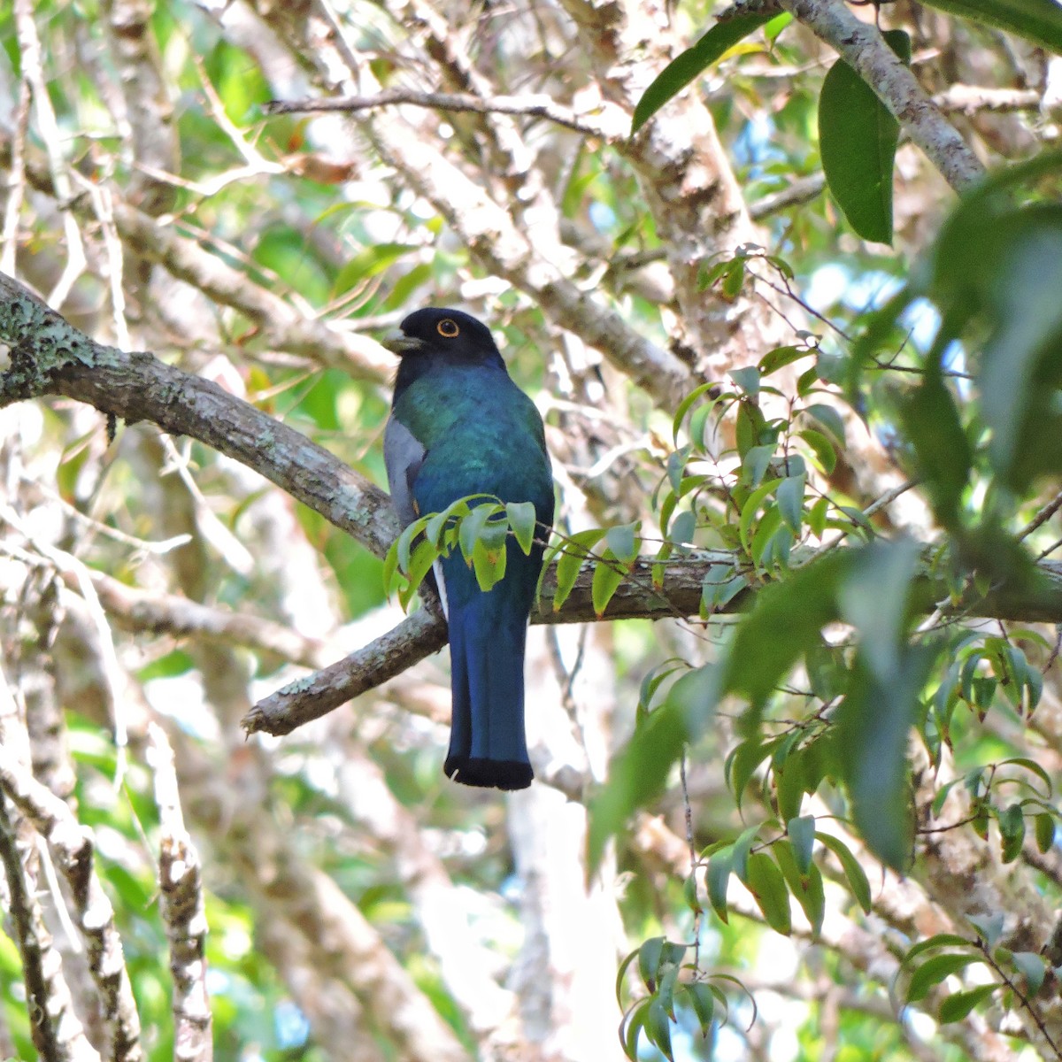 trogon surucua (ssp. aurantius) - ML641078981