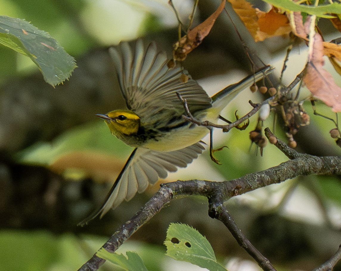 Grünmantel-Waldsänger - ML641078991
