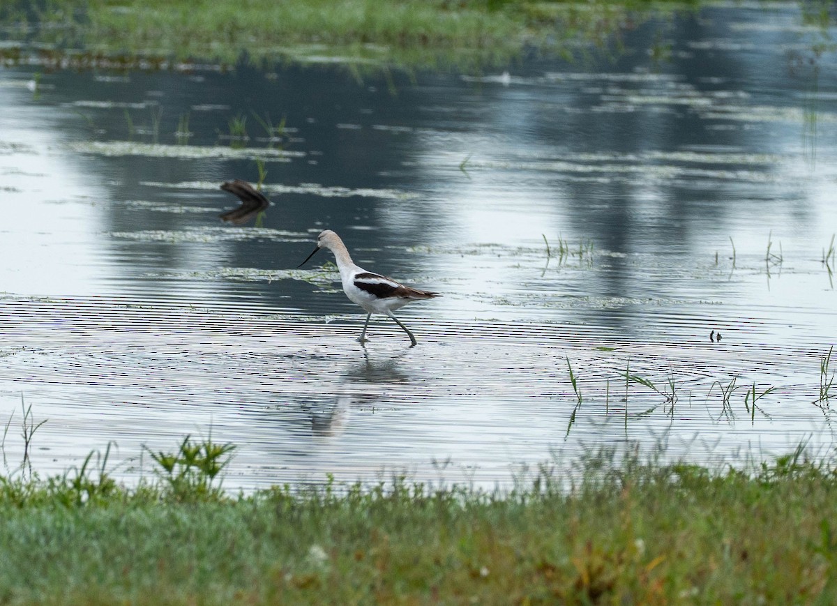 Avocette d'Amérique - ML641079021