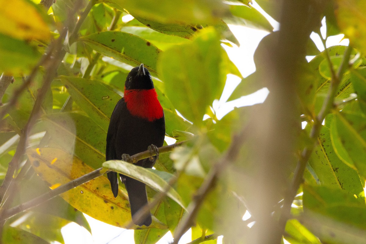 Red-collared Myzomela - ML641079026
