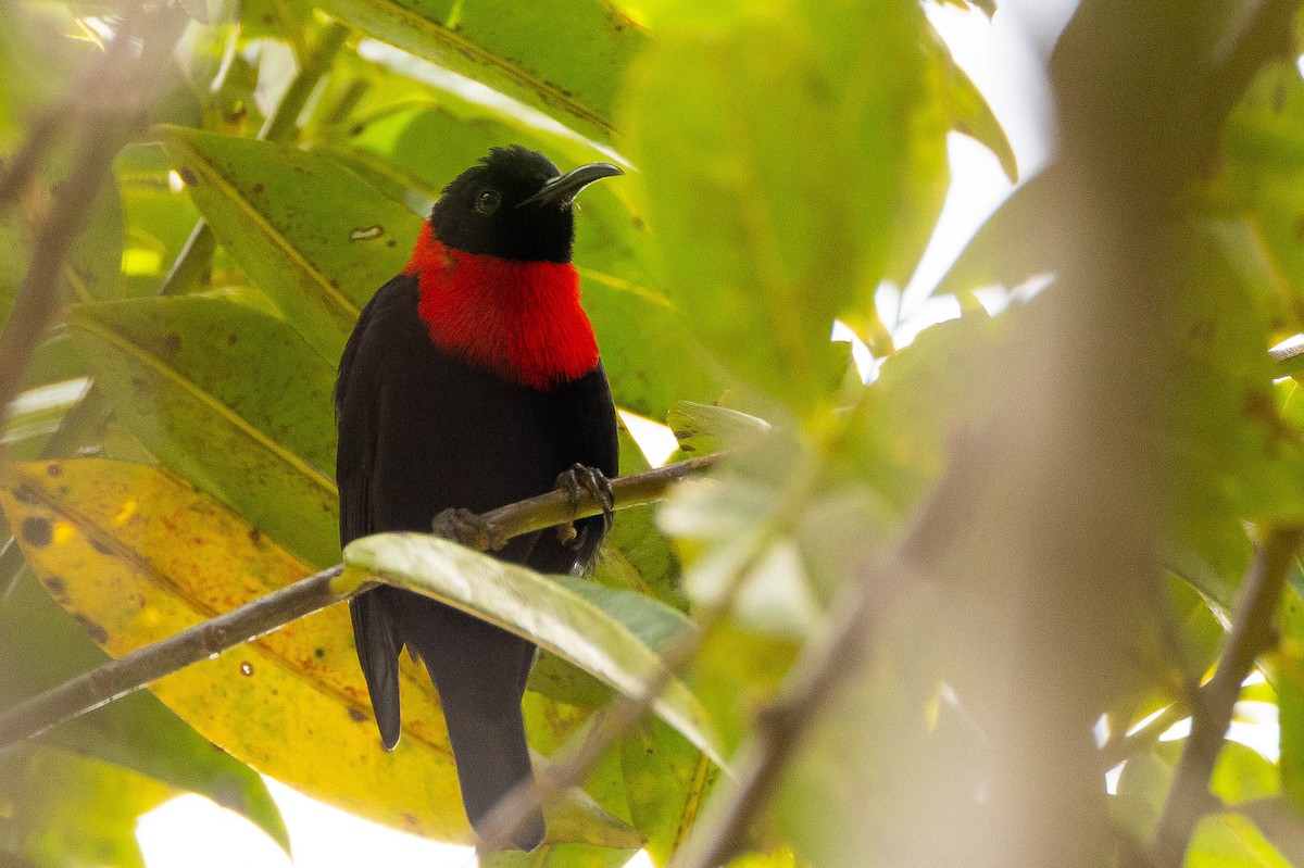 Red-collared Myzomela - ML641079030