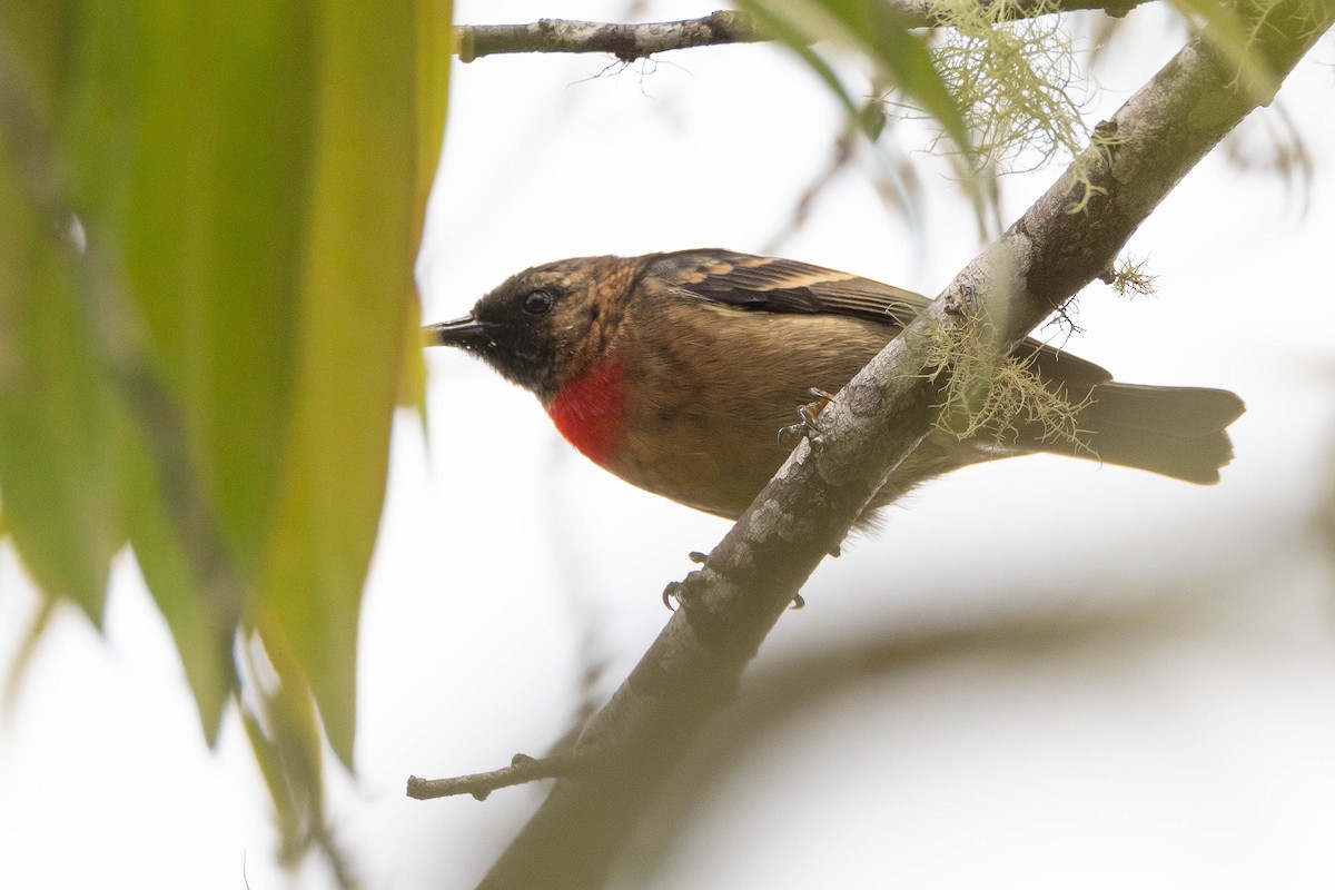Red-collared Myzomela - ML641079036