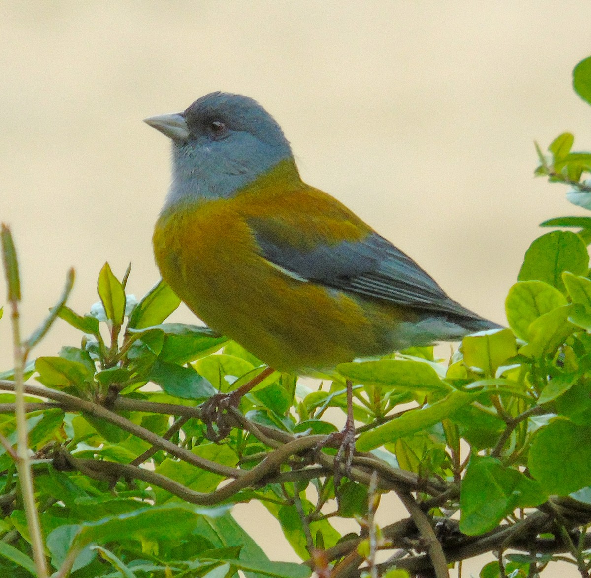Patagonian Sierra Finch - ML641079037