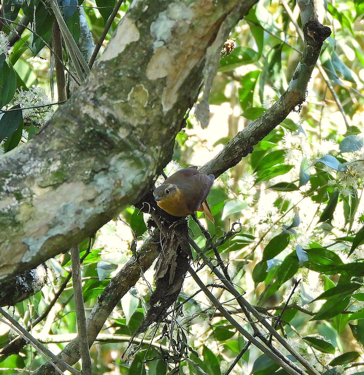 Ochre-breasted Foliage-gleaner - ML641079039