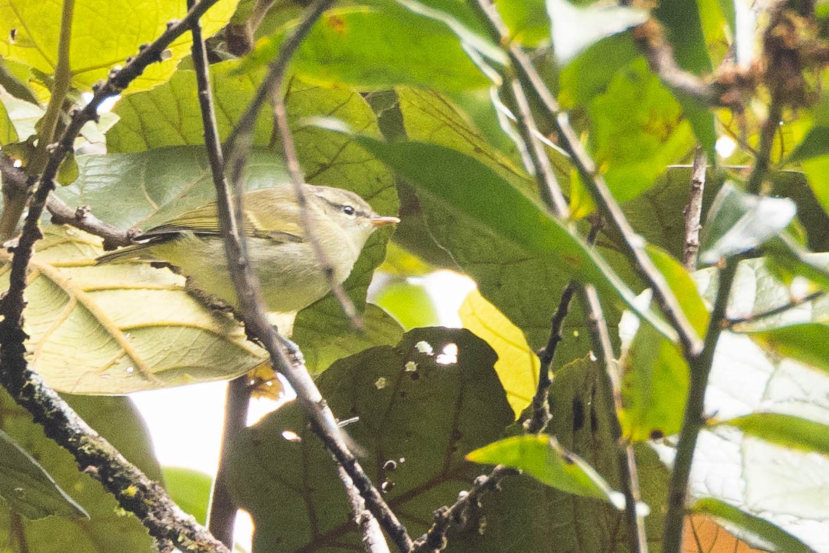 Island Leaf Warbler (New Guinea) - ML641079072