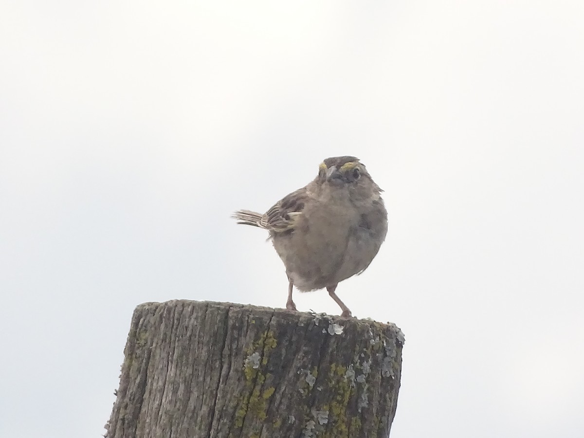 Grassland Sparrow - ML641079082