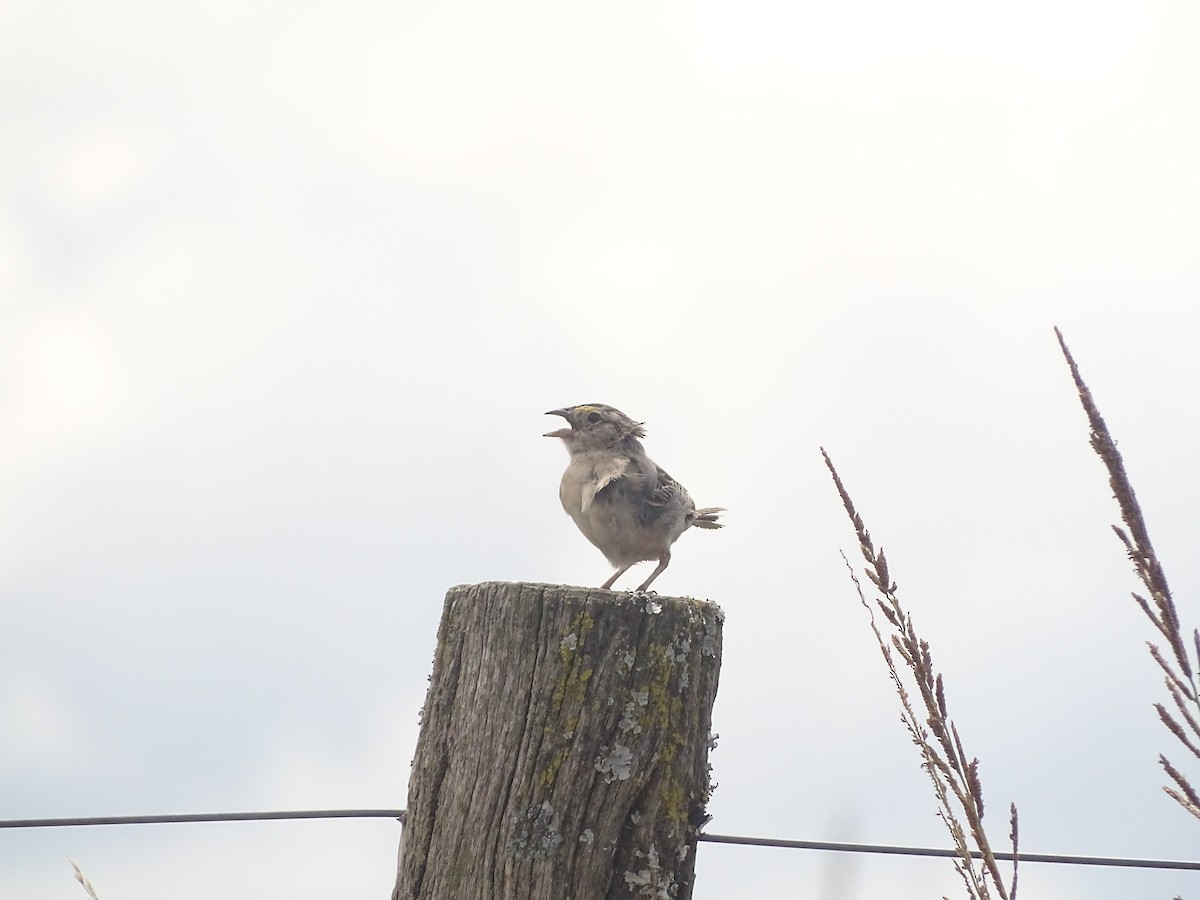 Grassland Sparrow - ML641079083