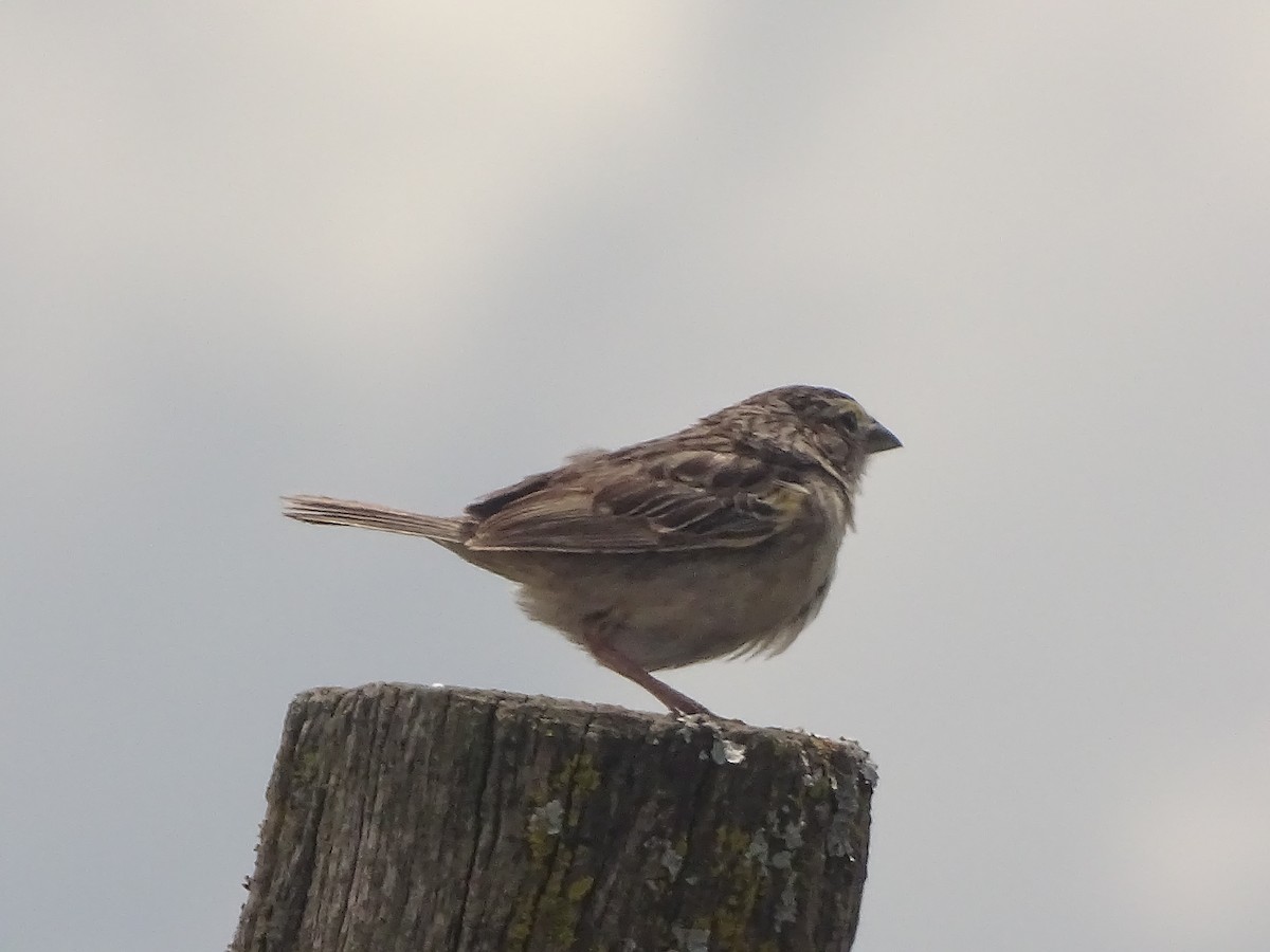Grassland Sparrow - ML641079084