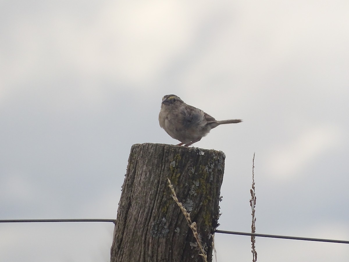 Grassland Sparrow - ML641079085