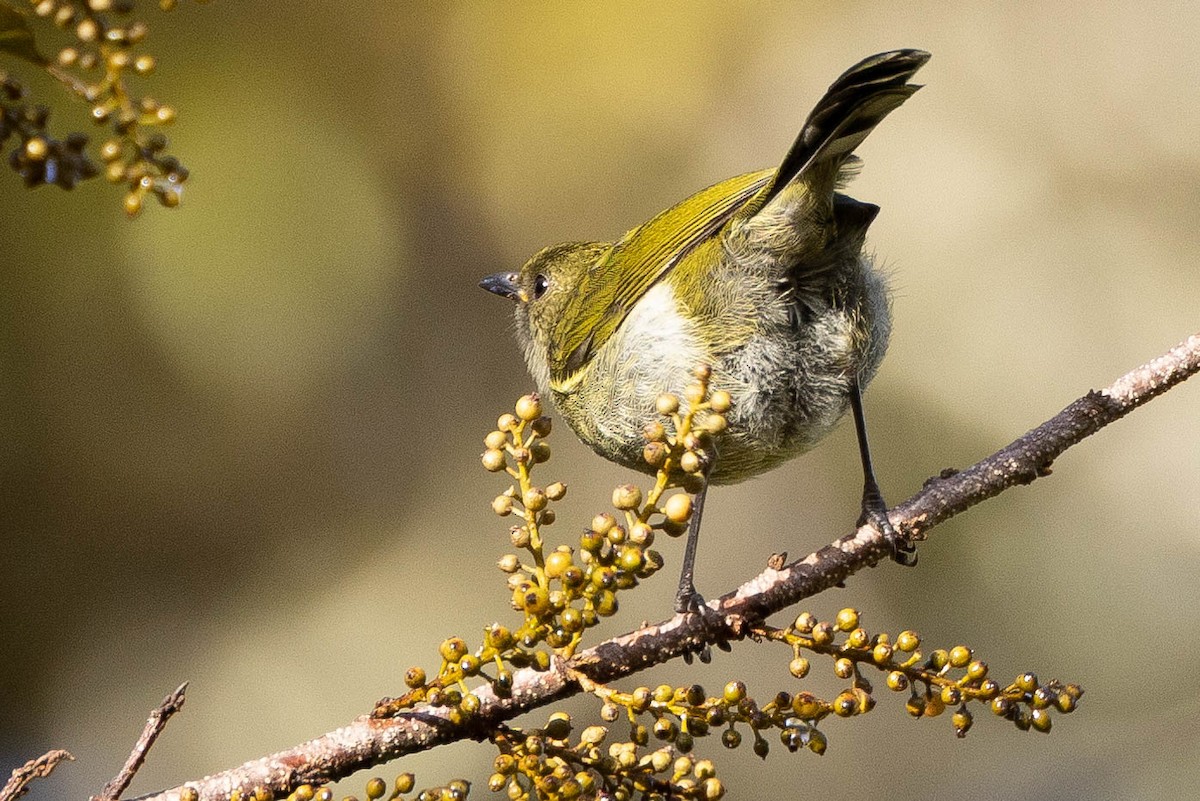 Fan-tailed Berrypecker - ML641079121