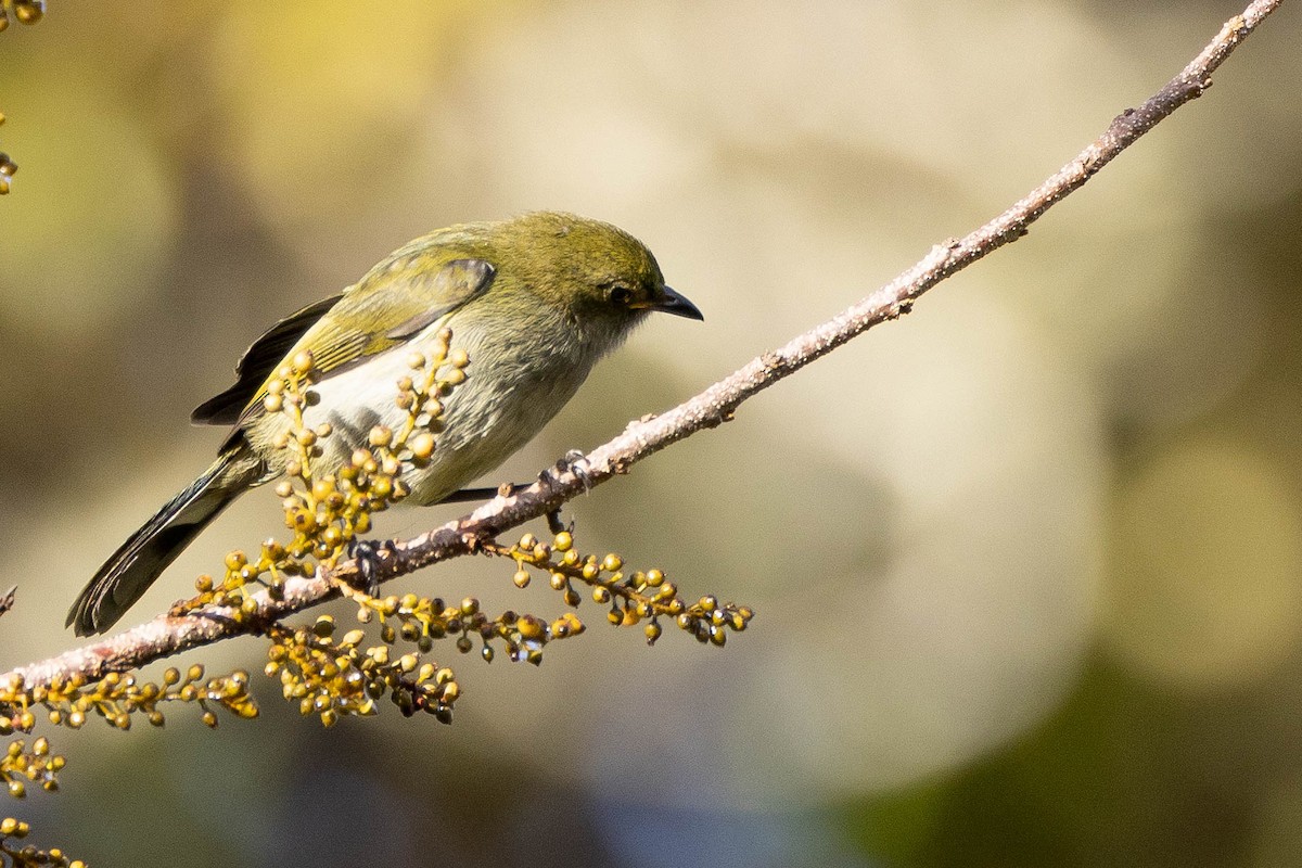 Fan-tailed Berrypecker - ML641079123