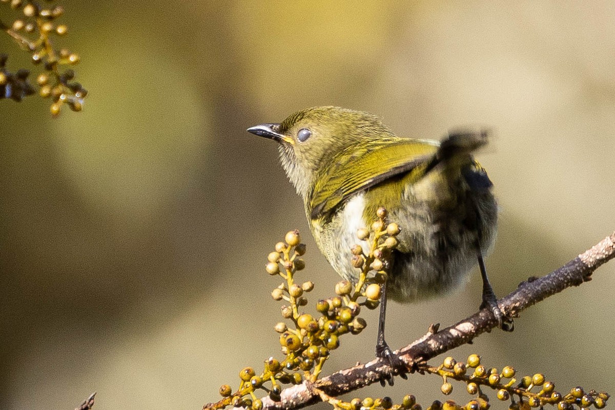 Fan-tailed Berrypecker - ML641079125