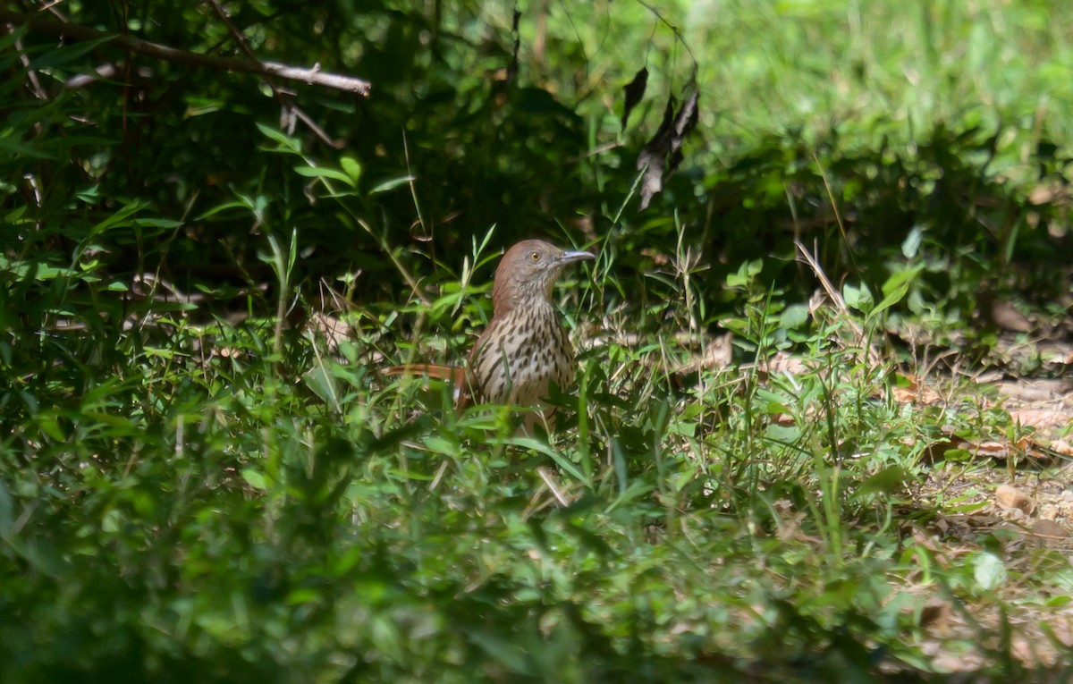 Brown Thrasher - ML641079155