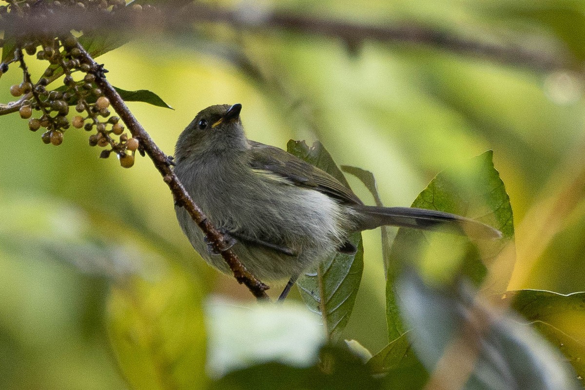 Fan-tailed Berrypecker - ML641079187
