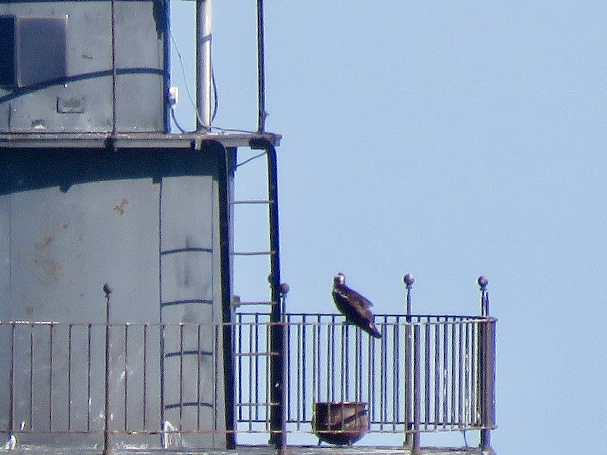 Balbuzard pêcheur - ML641079189