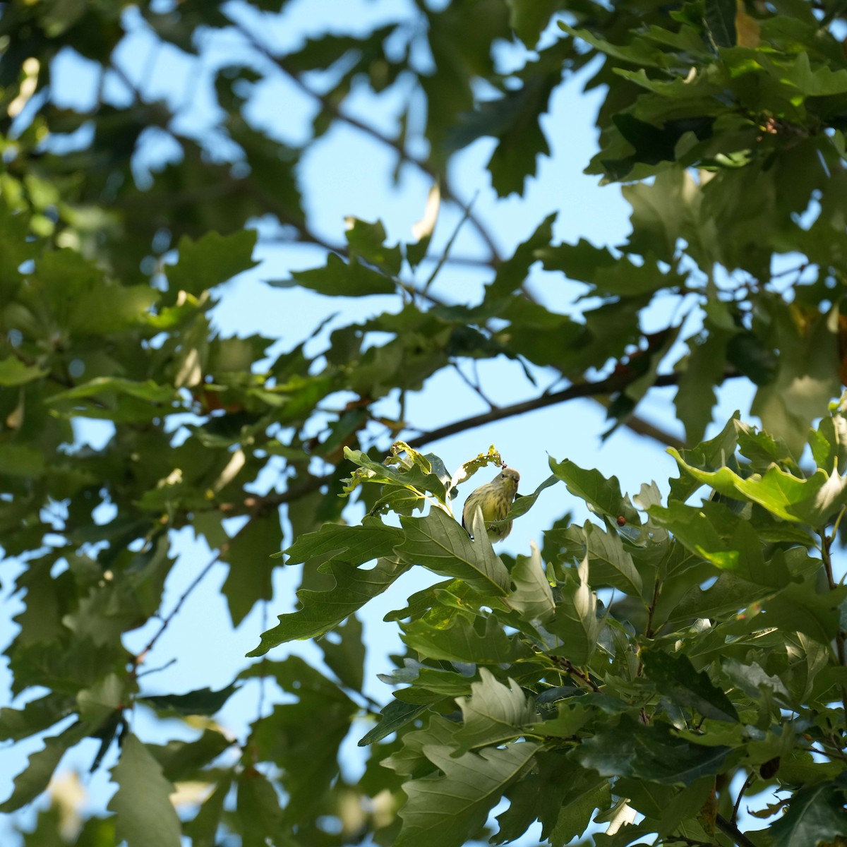 Cape May Warbler - ML641079195