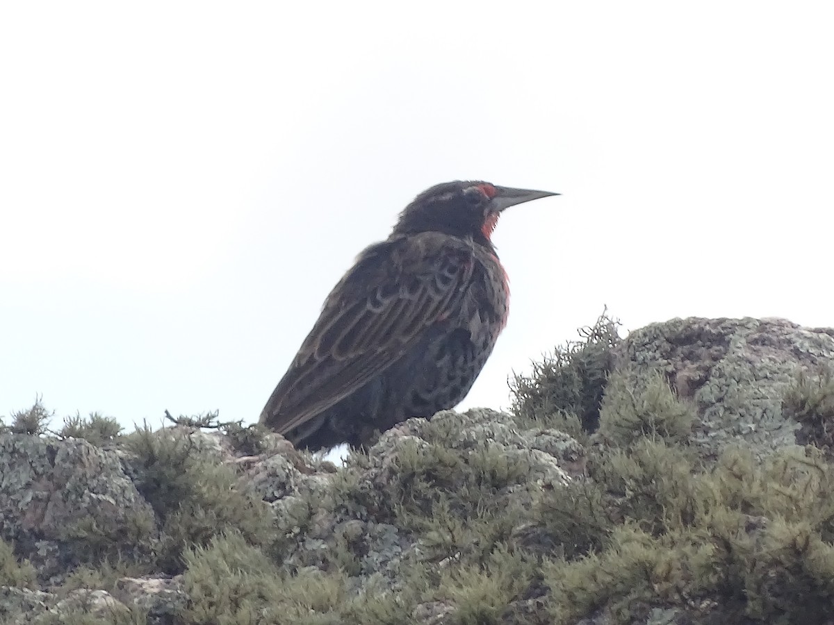 Long-tailed Meadowlark - ML641079216