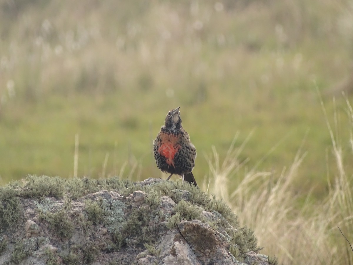 Long-tailed Meadowlark - ML641079217