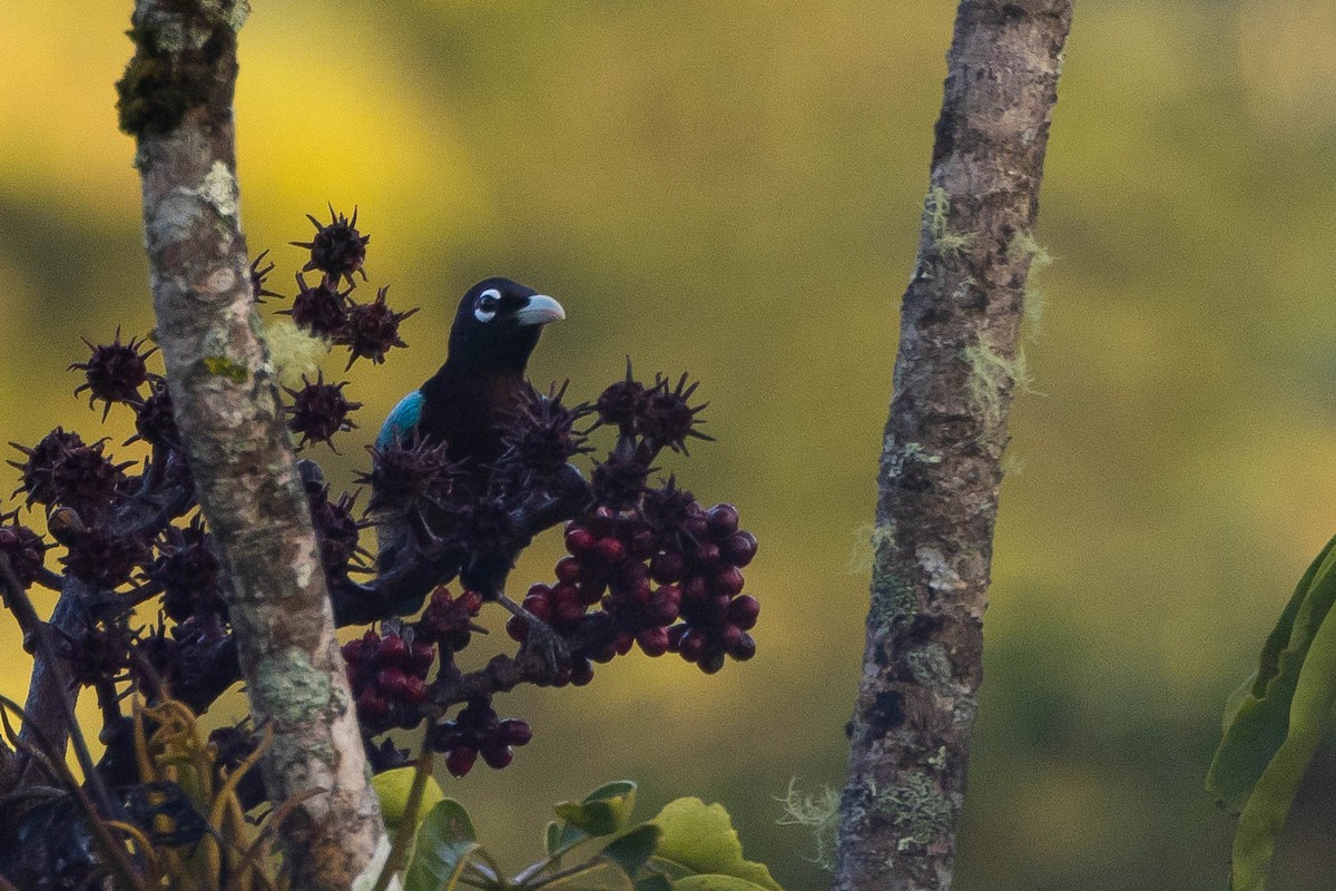 Blue Bird-of-Paradise - ML641079227