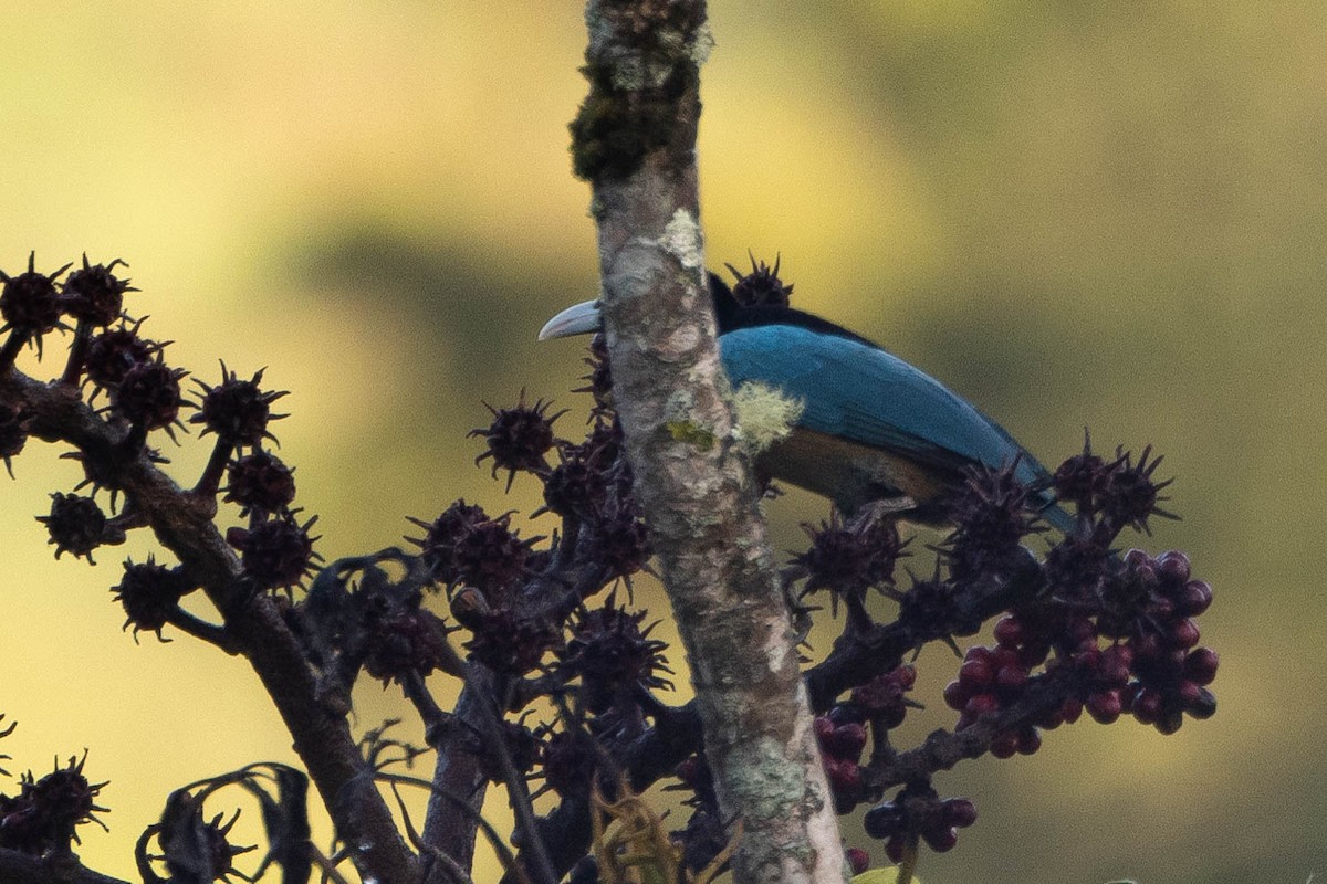 Blue Bird-of-Paradise - ML641079236