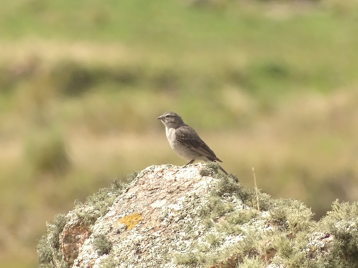 Ash-breasted Sierra Finch - ML641079246