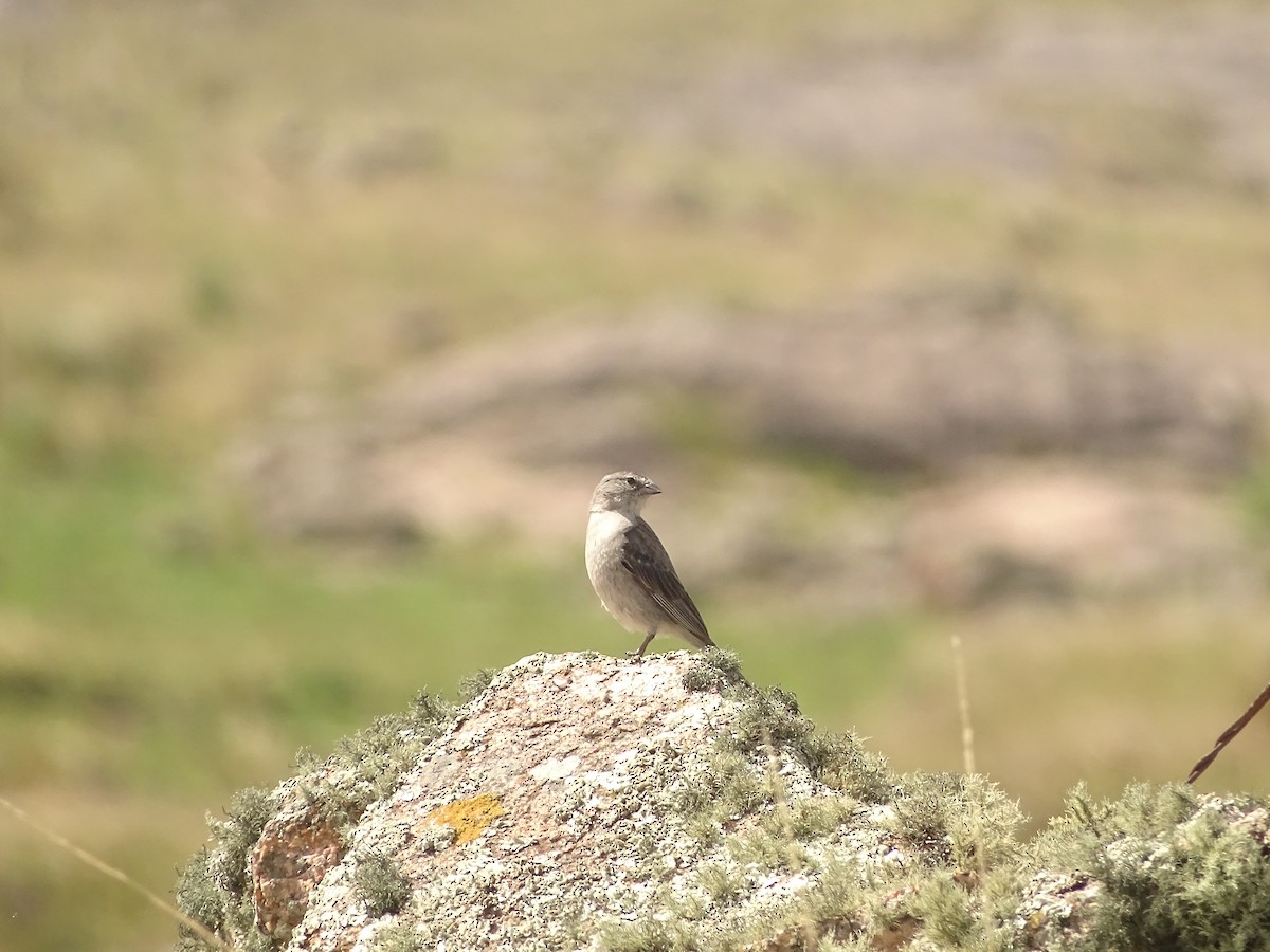Ash-breasted Sierra Finch - ML641079247