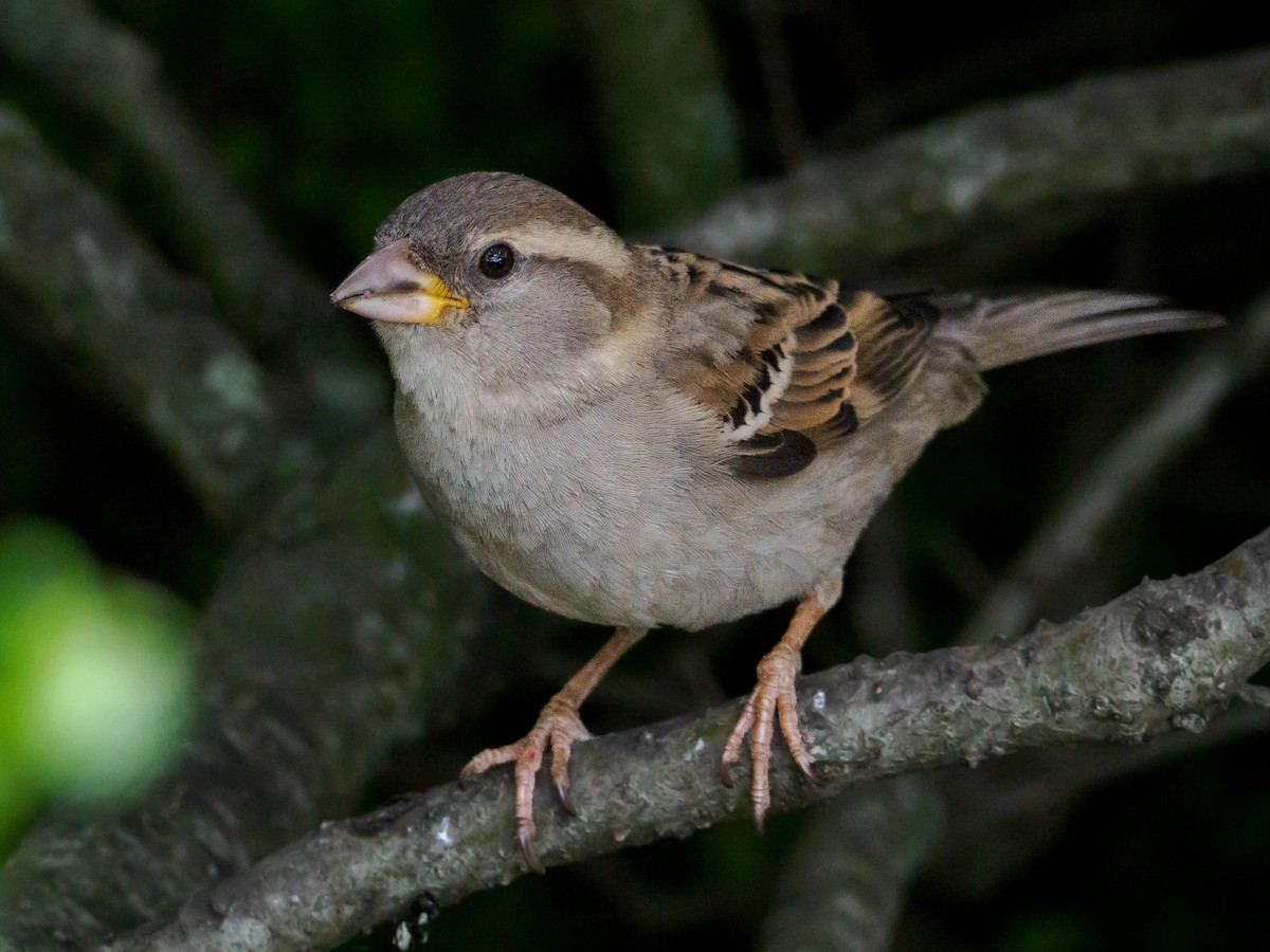 House Sparrow - ML641079248