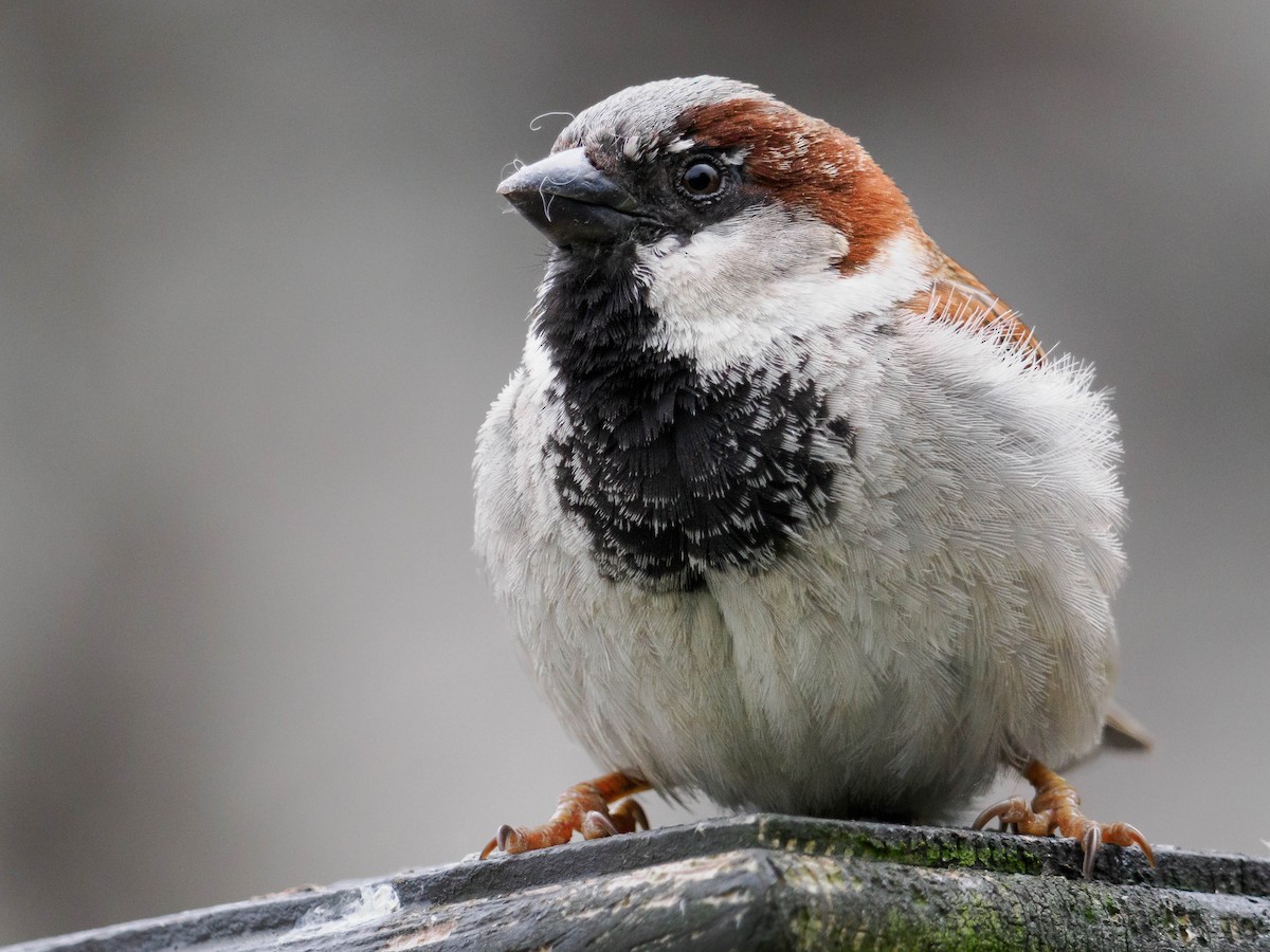 House Sparrow - ML641079249