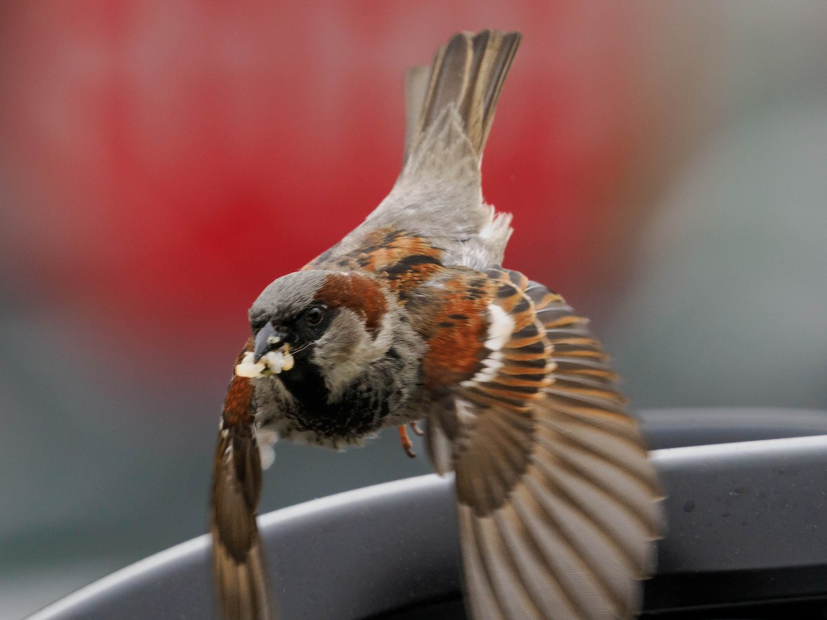 House Sparrow - ML641079250