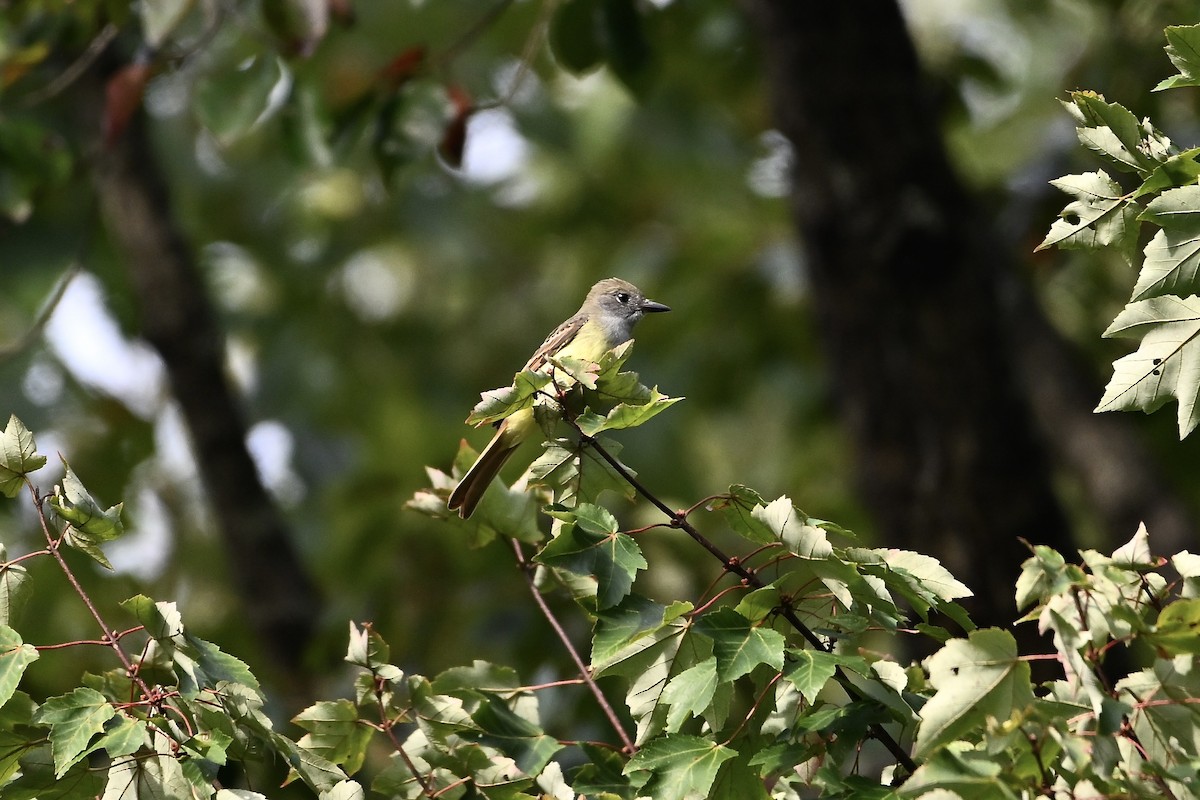Great Crested Flycatcher - ML641079258