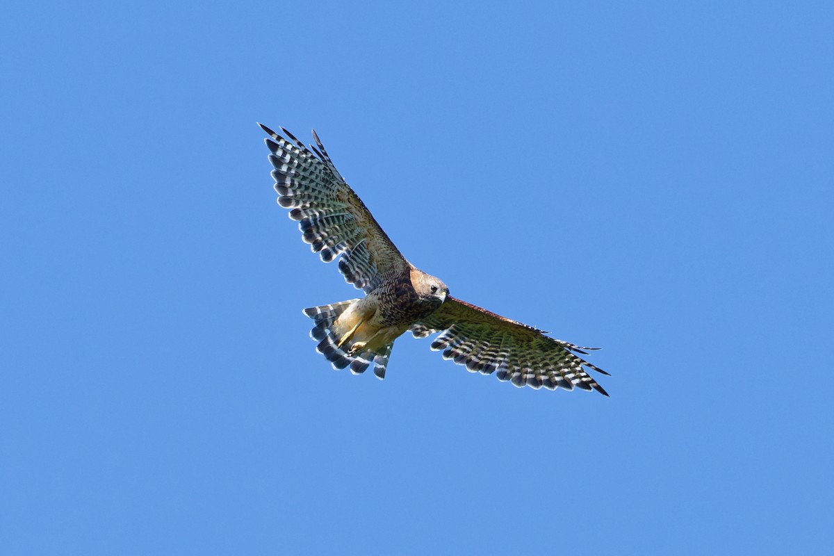 Red-shouldered Hawk - ML641079260