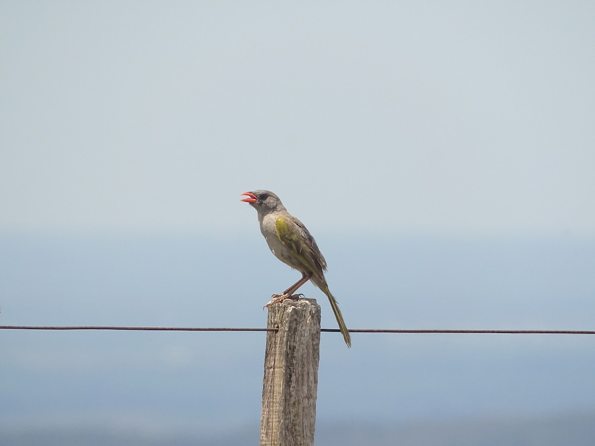 Great Pampa-Finch - ML641079265