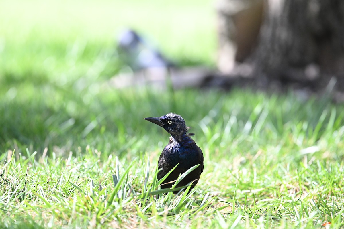 Common Grackle - ML641079279