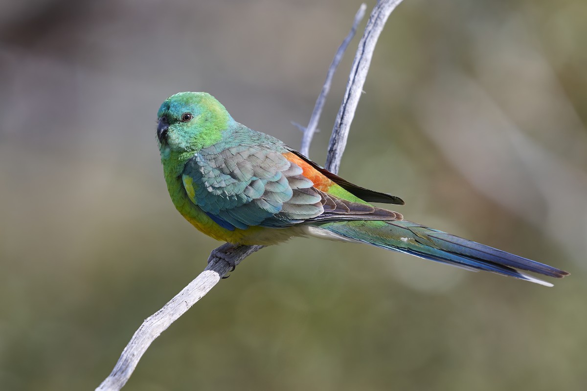 eBird Checklist - 30 Aug 2025 - Kinchina Conservation Park - 11 species