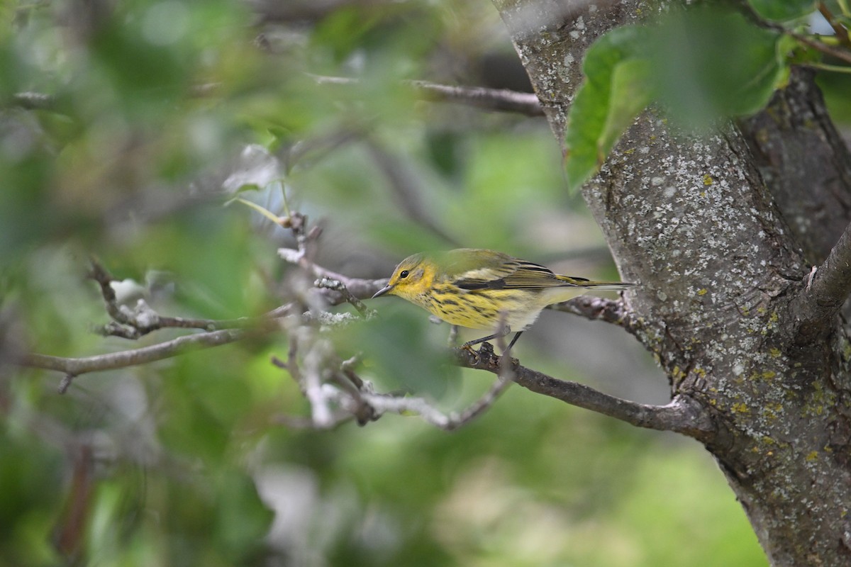 Cape May Warbler - ML641079301