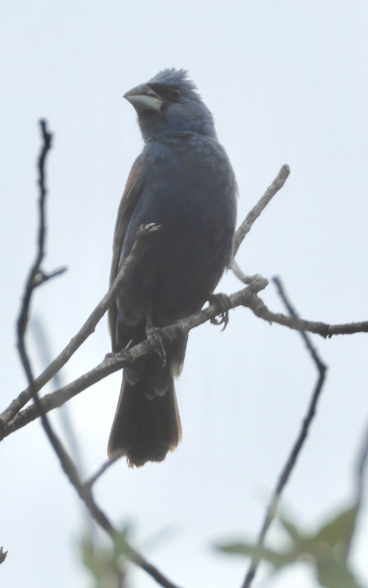 Blue Grosbeak - ML641079306