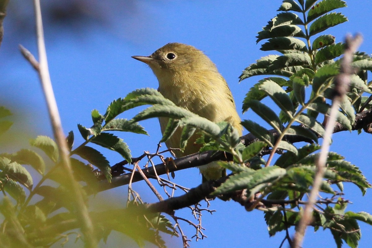 Yellow Warbler - ML641079308