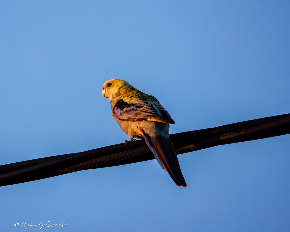 Pale-headed Rosella - ML641079311
