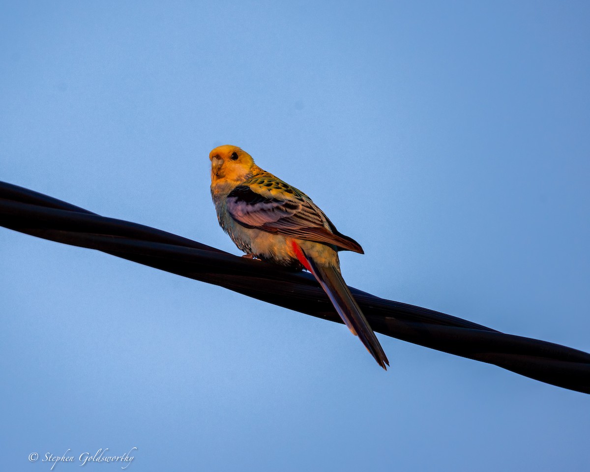 Pale-headed Rosella - ML641079312