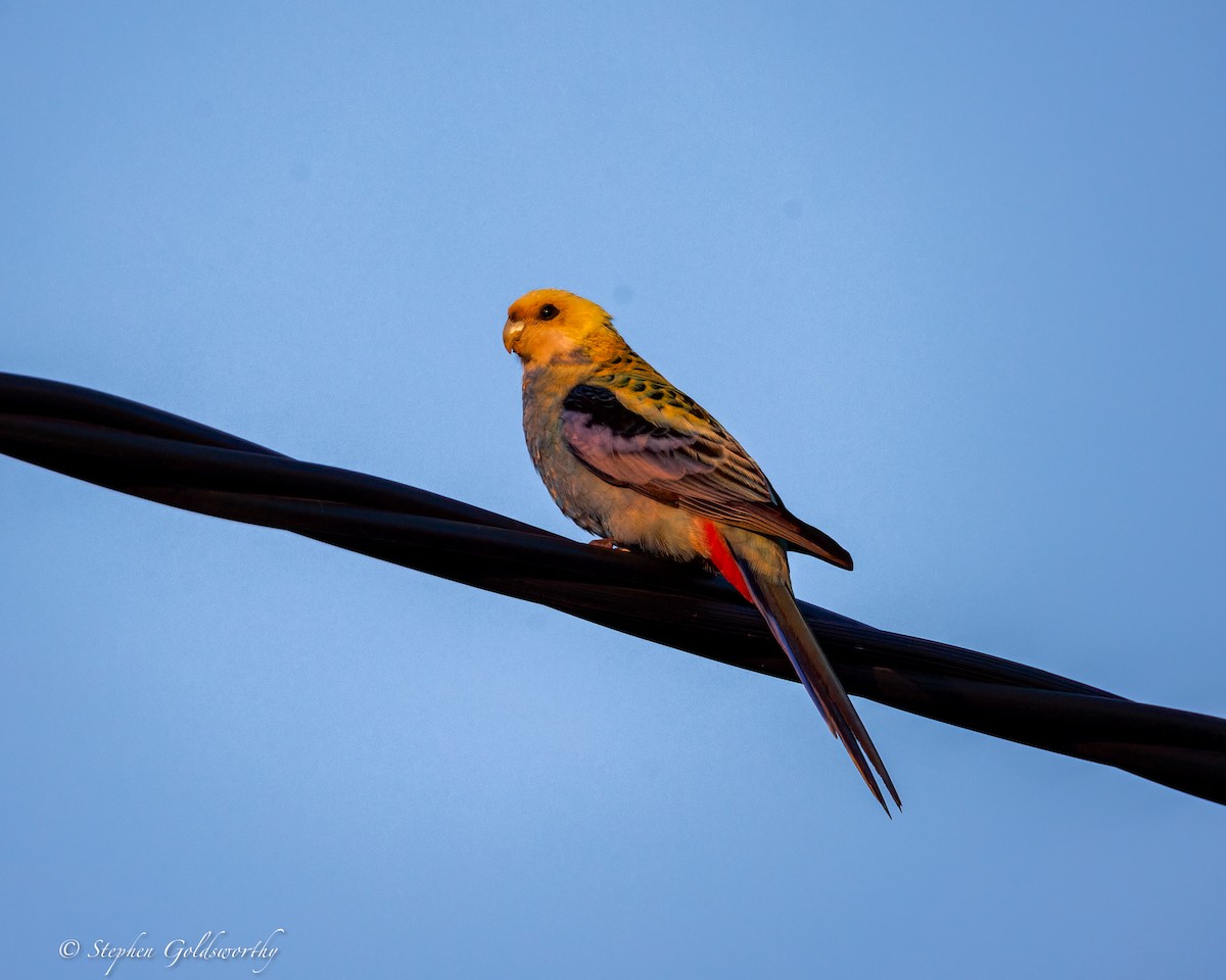 Pale-headed Rosella - ML641079313