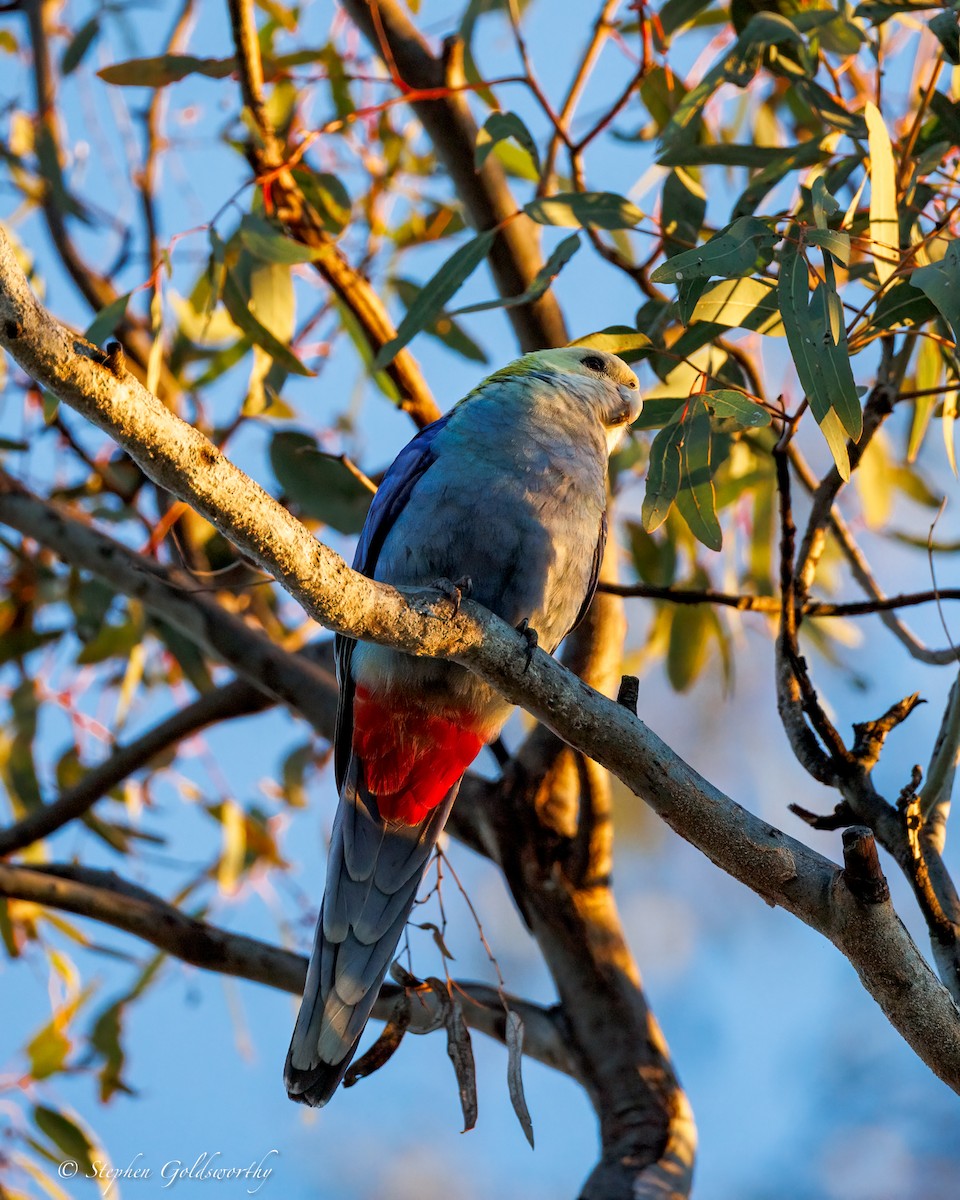 Pale-headed Rosella - ML641079314