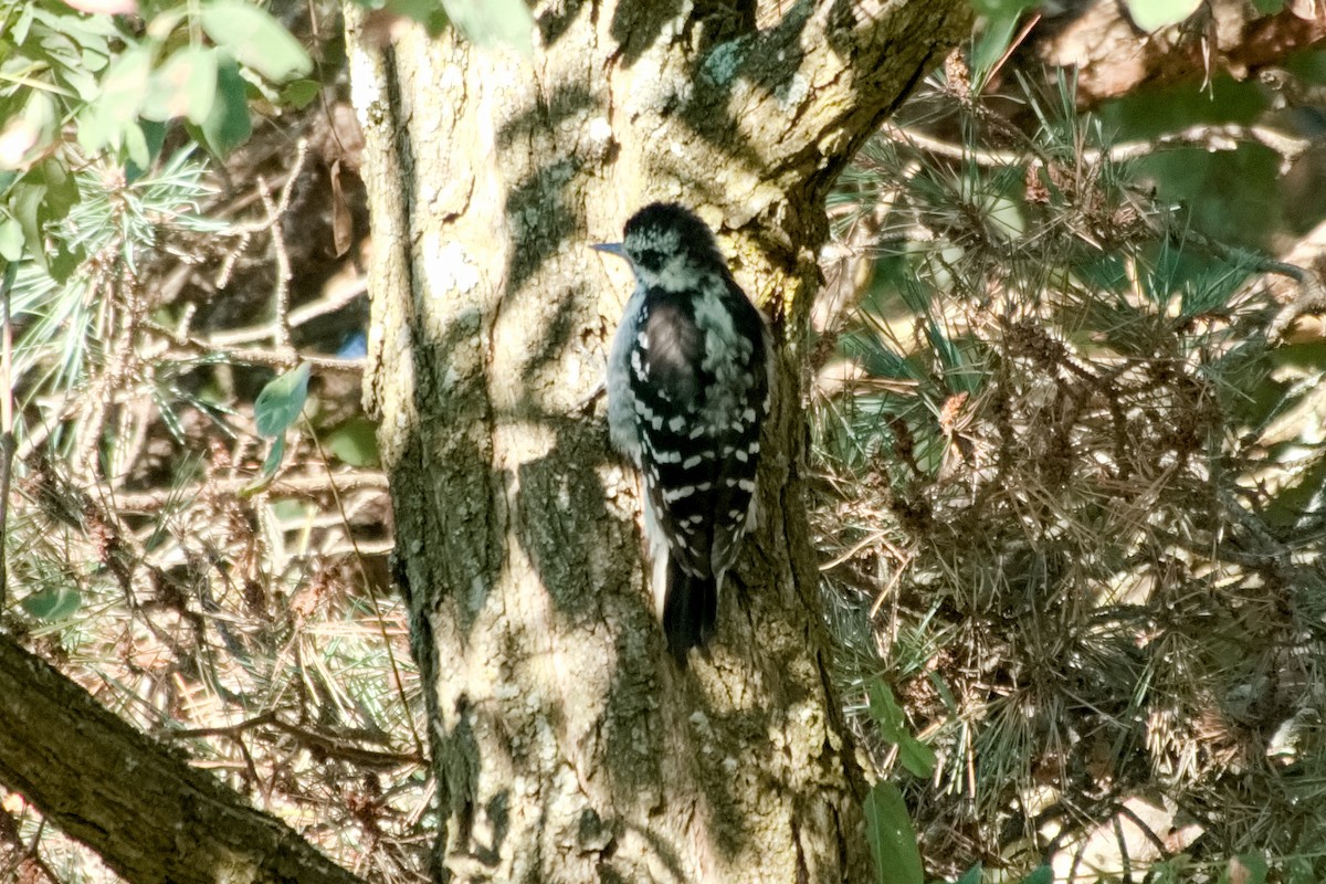 Hairy Woodpecker - ML641079316