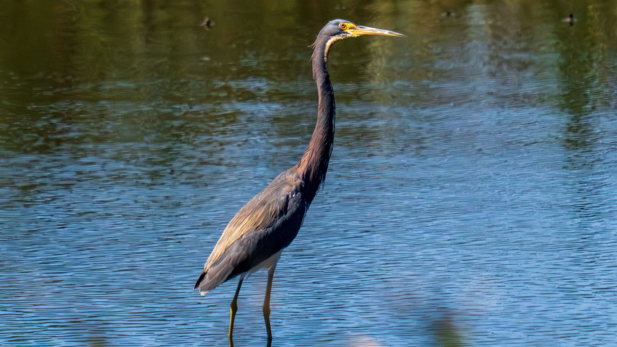 passerine sp. - ML641079348