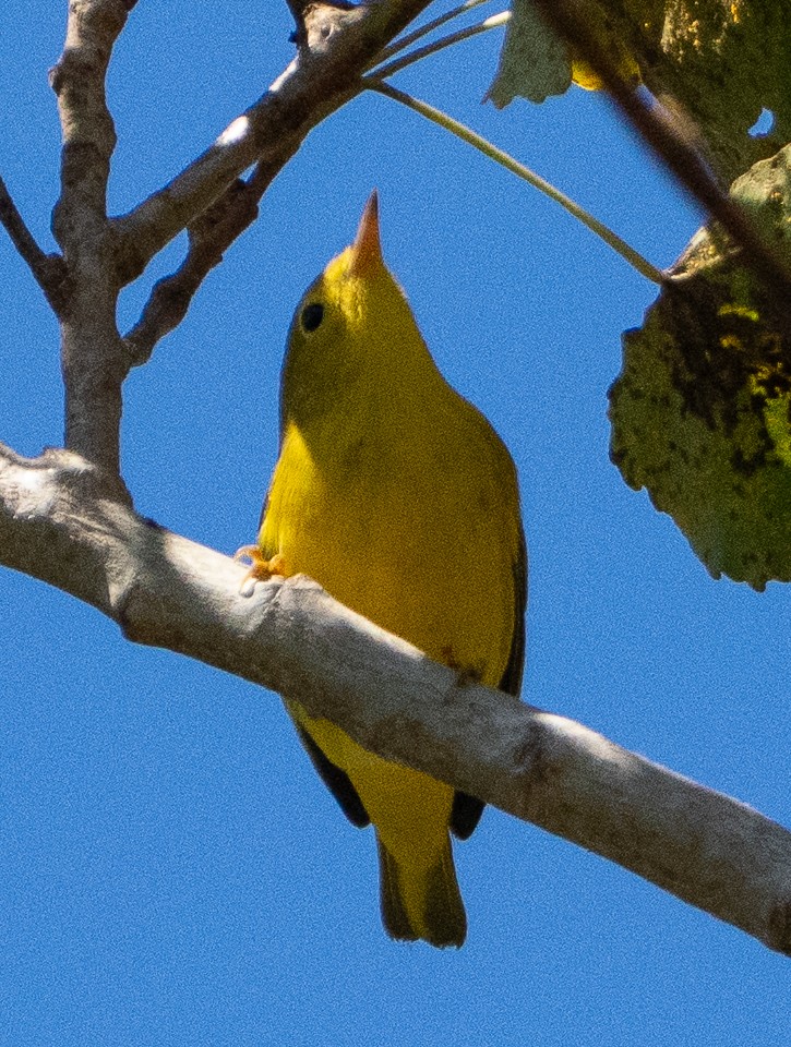 Yellow Warbler - ML641079358