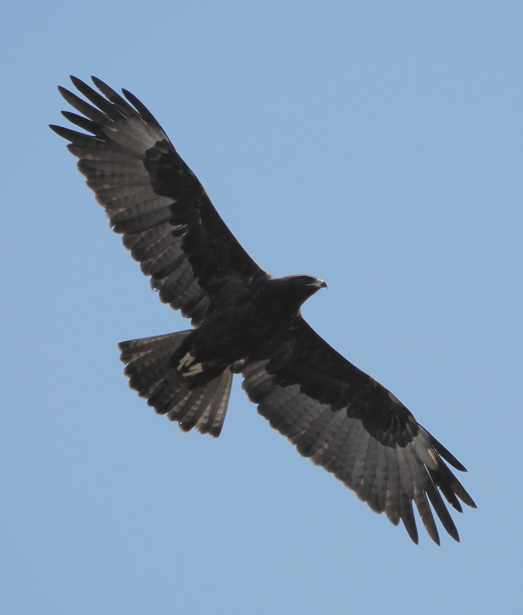 Wahlberg's Eagle - ML641079362