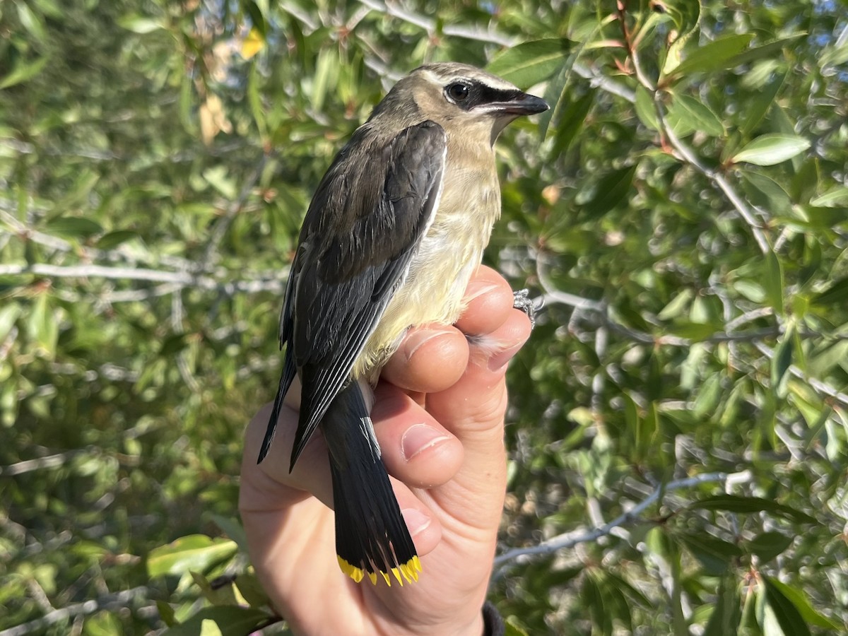 Cedar Waxwing - ML641079364