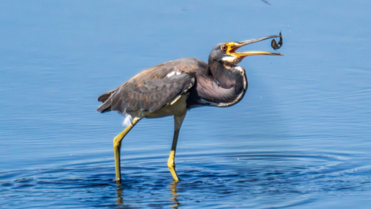 passerine sp. - ML641079366
