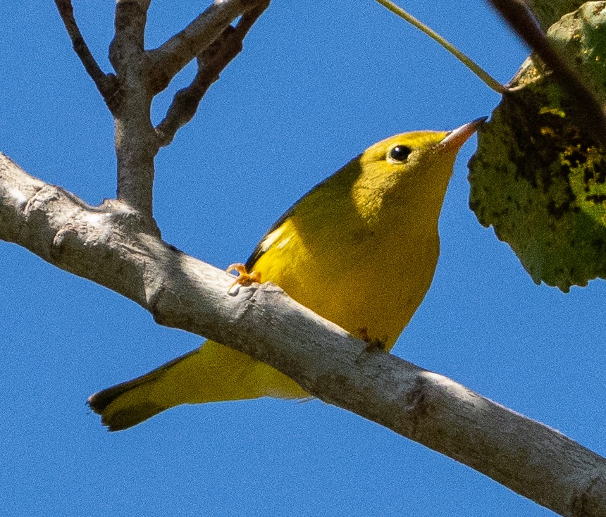 Yellow Warbler - ML641079367